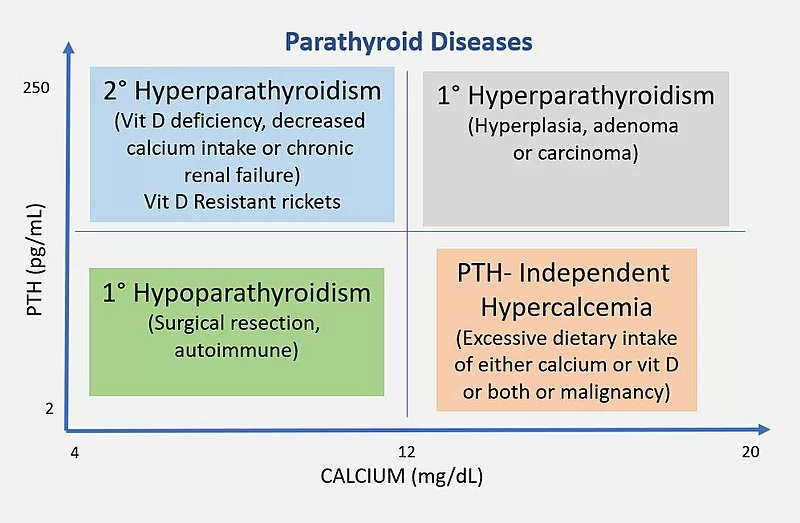 Hyperparathyroidism and Cancer: What Is The Connection